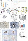 CCL2 induced by TGF-α is enriched in cocultures of cancer cells and DRG neu