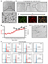 Characterization of MG from fresh postmortem brain tissues from PWH on ART.