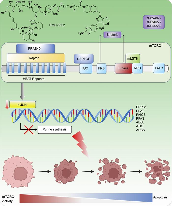 graphical abstract