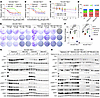 Bi-steric mTOR inhibitors show potent inhibition of tumor cell proliferatio