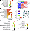 Multiomics analysis of effects of RMC-6272 versus rapamycin.