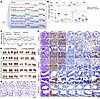 Bi-steric compounds showed more dramatic tumor suppression and less tumor r