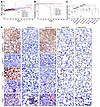 Lung tumors were eliminated after 4-week bi-steric inhibitor treatment in a