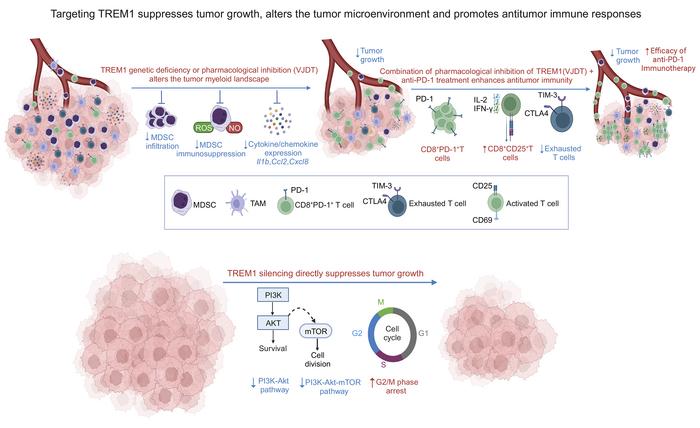 graphical abstract