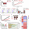 TREM1 silencing in HepG2 cells inhibits cell proliferation, migration, and