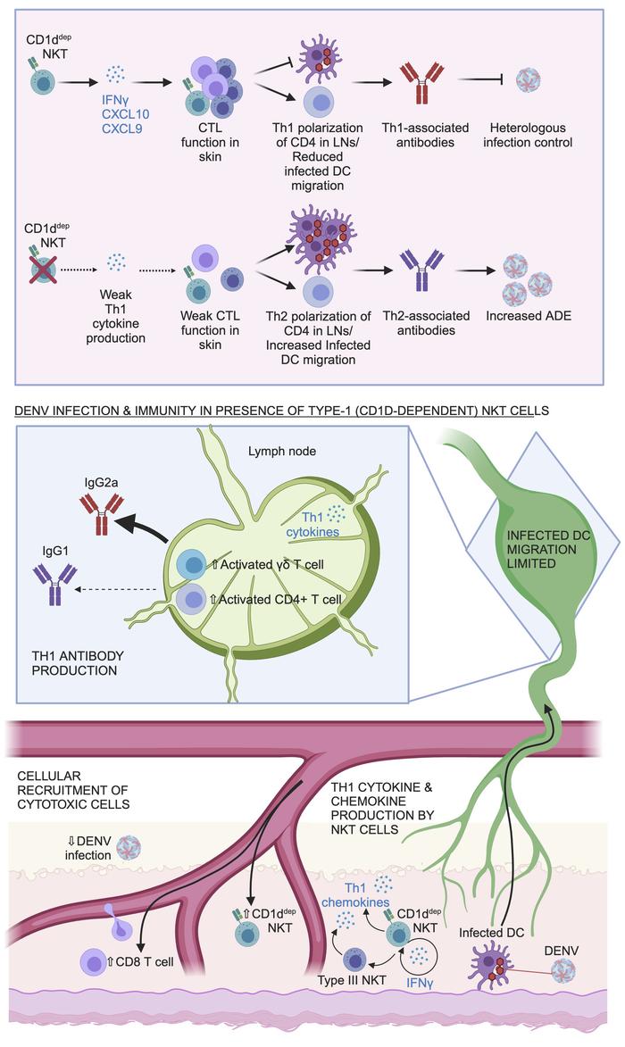 graphical abstract