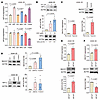 BACH1 expression under normoxia and hypoxia is HIF1α dependent.