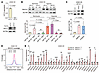 BACH1 increases angiogenesis gene expression in HIF1A-deficient lung cancer