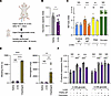 In mice, 2-DG restrains neutrophil glycolysis, ROS production, and NETosis,