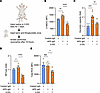 In mouse neutrophils, APS IgG promotes NETosis, 2-NBDG uptake, and glycolys