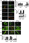 Del-1 interactions with αvβ5 regulate integrin αvβ3 expression. (a and b) C