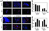 Integrin αvβ5 is required for Del-1– but not bFGF-mediated angiogenesis. (a