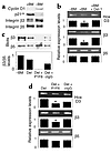 Del-1–αvβ5 interactions induce Hox D3 expression. (a) ECs were plated in mo