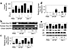 Hox D3 is required for Del-1–induced angiogenesis. (a) CAMs of 10-day-old c