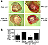 Hox D3 is downstream of αvβ5 but upstream of αvβ3. (a) Q4dh cells transfect