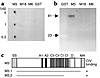 CIV binding of M3 protein. (a and b) Ligand overlay assay of GST and GST-fu