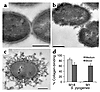 Capsule expression and collagen-binding activity of a mouse-passaged seroty