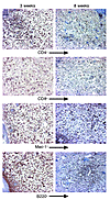 Characterization of the infiltrating cells in chondritic ear of NOD.DQ8 mic