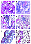 Sections from various organs of NOD.DQ8 mice stained with H&E. (a) Represen