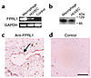 Endothelial cells express FPRL1 in vitro and in vivo. (a) Detection of FPRL