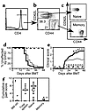 Memory CD4+ T cells do not cause GVHD. Naive and memory T cells were purifi