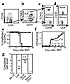 FACS-sorted memory CD25– T cells do not cause GVHD. Donor B10.D2 spleen cel