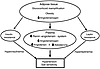 Hypothetical representation of the pathophysiology of hypertension in aP2-H