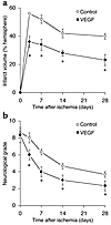 Quantitative effects of intraventricular VEGF on infarct volume and neurolo