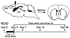 Scheme for quantifying postischemic neurogenesis in the rat brain. MCAO was