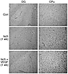 vWF immunohistochemistry in DG and caudate-putamen (CPu) from control rats