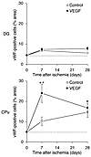 Effects of intraventricular VEGF on the number of vWF-labeled cells in DG (