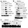 RPA analysis of LT-treated mice. (a) BALB/cJ mice were treated i.p. with 10