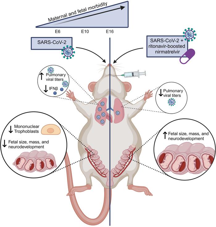 graphical abstract