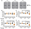 Third trimester-equivalent maSCV2 infection causes intrauterine growth rest