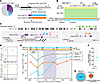 Persistence and expansion of 2 clones carrying intact proviruses integrated