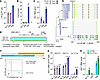 PBMC stimulation with HIV-1 Gag peptides induces proliferation of infected