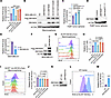 ZMYND8 reduces oxidative stress in ALDHhi BCSCs.