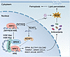 A proposed model for ZMYND8-induced antioxidant defense mechanism protectin