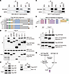 ZMYND8 directly interacts with NRF2.