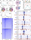 ZMYND8 recruits NRF2 to the promoters of antioxidant genes.