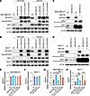 ZMYND8 increases NRF2 protein stability through KEAP1 silencing.