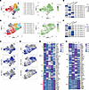 Characteristics of TCR135-transduced T cells analyzed by scRNA-Seq.