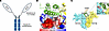 Structure of mIL-2 including its Fc domain and interactions of IL-2 with CD