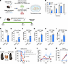 Effect of mIL-2 on Treg-suppressive function and its CTLA-4–dependent effic