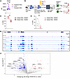 RUNX3 regulates CD8α expression.