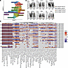 Conditional Hif1a deletion in granulocytes significantly attenuates the exp