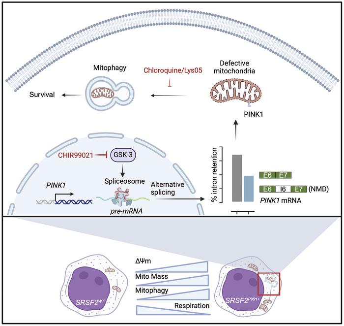 graphical abstract