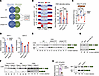 GSK-3 regulates PINK1 splicing.