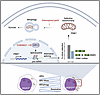 Proposed model for dependency of SRSF2-mutant leukemias on PINK1-mediated m