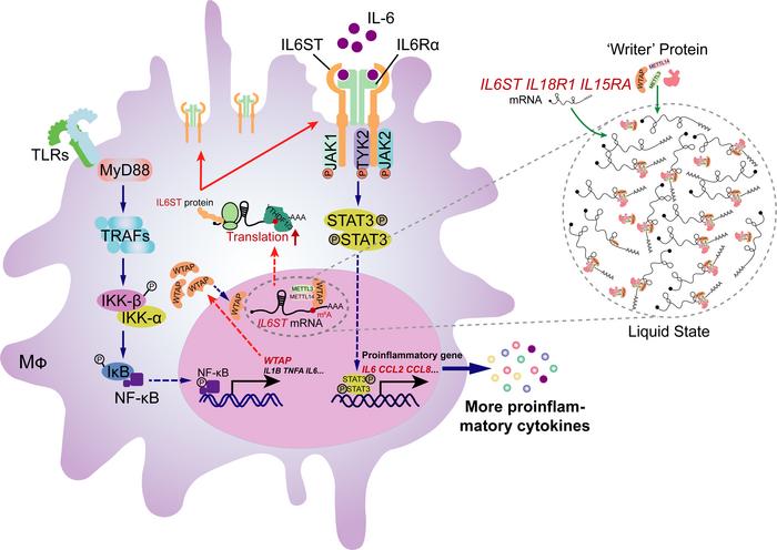 graphical abstract